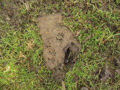 Didelphis pernigra