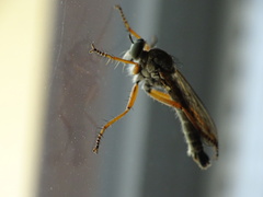 Neomochtherus pallipes