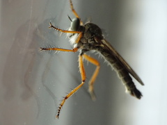 Neomochtherus pallipes