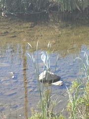 Ardea alba