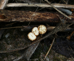 Crucibulum cyathiforme