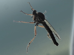 Neomochtherus pallipes