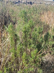 Baccharis dracunculifolia