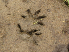 Didelphis pernigra
