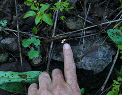 Crucibulum cyathiforme