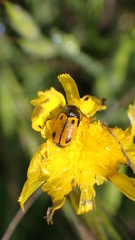 Cryptocephalus rugicollis