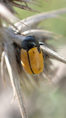 Cryptocephalus rugicollis