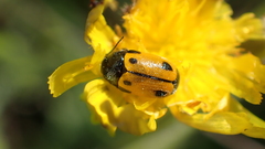 Cryptocephalus rugicollis