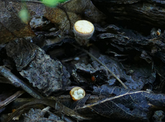 Crucibulum cyathiforme