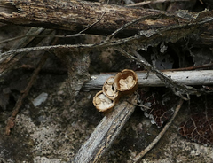 Crucibulum cyathiforme