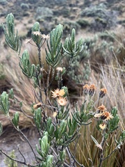 Linochilus eriophorus