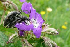 Brachyta interrogationis