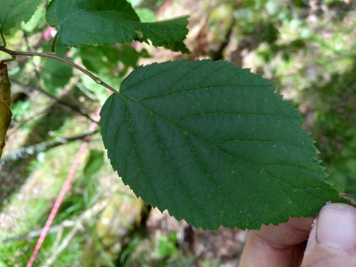 Beaked Filbert foliage