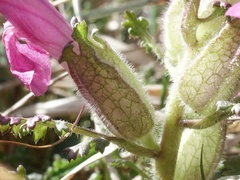 Pedicularis sylvatica hibernica
