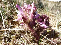 Pedicularis sylvatica sylvatica