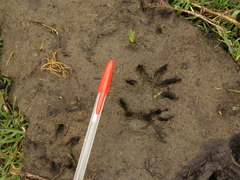 Didelphis pernigra