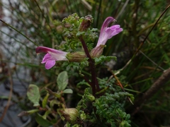 Pedicularis palustris
