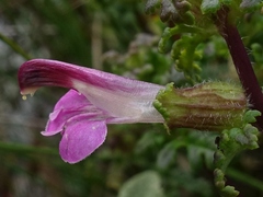 Pedicularis palustris