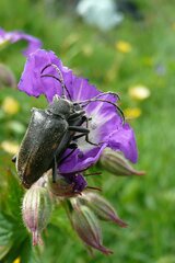 Brachyta interrogationis