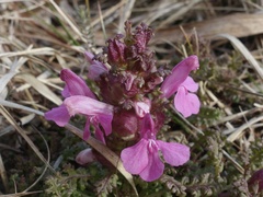 Pedicularis sylvatica sylvatica