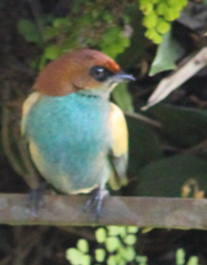 Stilpnia peruviana
