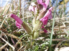 Pedicularis sylvatica hibernica