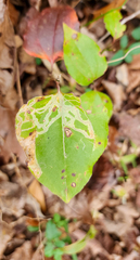 Marmara smilacisella