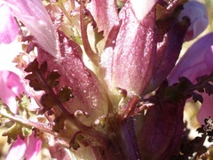 Pedicularis sylvatica sylvatica