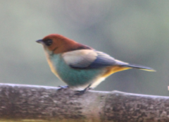 Stilpnia peruviana