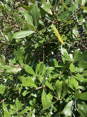Quercus minima