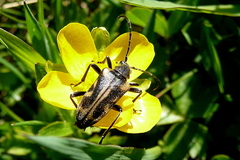 Brachyta interrogationis