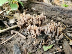 Clavariaceae
