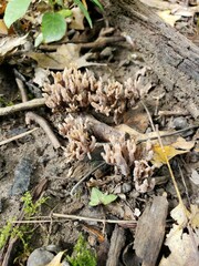Clavariaceae