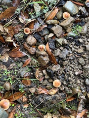 Leratiomyces squamosus