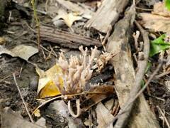 Clavariaceae