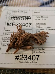 Clavariaceae
