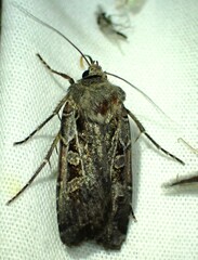 Euxoa divergens