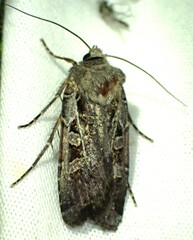 Euxoa divergens