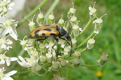 Brachyta interrogationis