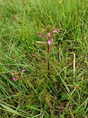 Pedicularis palustris