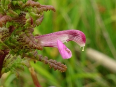 Pedicularis palustris