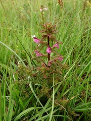 Pedicularis palustris
