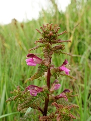 Pedicularis palustris