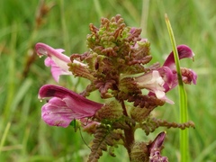 Pedicularis palustris