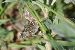 Muschampia orientalis