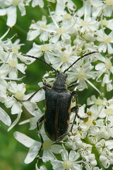 Brachyta interrogationis