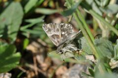 Muschampia orientalis