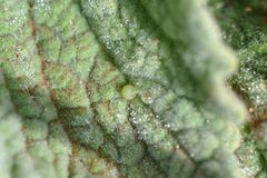 Muschampia orientalis