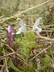Pedicularis sylvatica hibernica