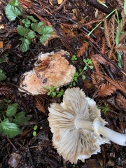 Amanita novinupta